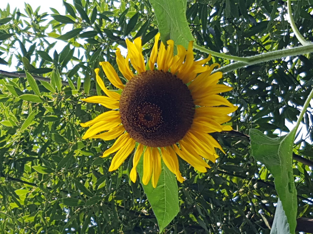 Alla ricerca della felicità